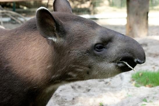 Flachlandtapir Zoo Vivarium Darmstadt 2012