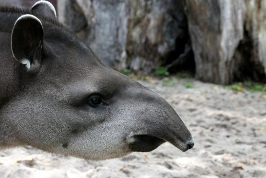 Flachlandtapir Zoo Vivarium Darmstadt 2012