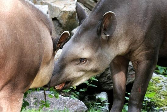 Flachlandtapir Zoo Vivarium Darmstadt 2012