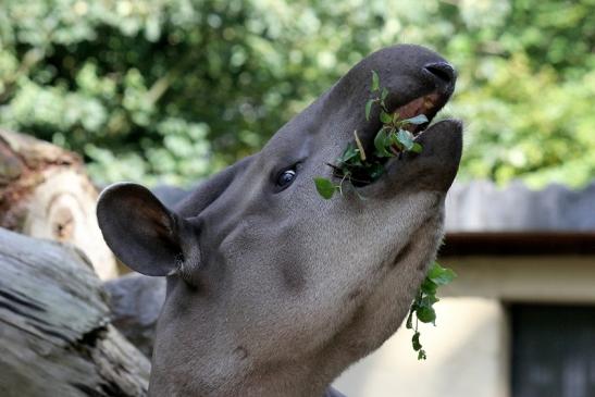 Flachlandtapir Zoo Vivarium Darmstadt 2012