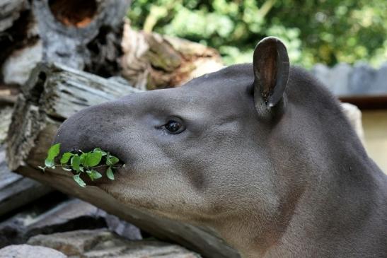 Flachlandtapir Zoo Vivarium Darmstadt 2012