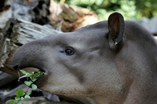 Flachlandtapir Zoo Vivarium Darmstadt 2012