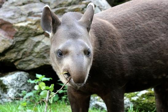 Flachlandtapir Zoo Vivarium Darmstadt 2012