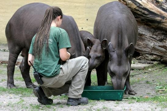 Flachlandtapir Zoo Vivarium Darmstadt 2012