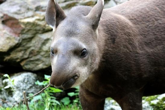 Flachlandtapir Zoo Vivarium Darmstadt 2012