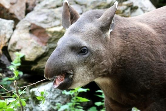 Flachlandtapir Zoo Vivarium Darmstadt 2012