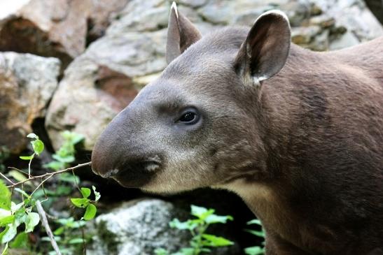 Flachlandtapir Zoo Vivarium Darmstadt 2012