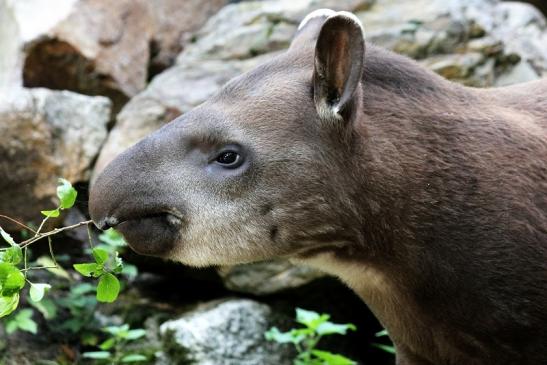 Flachlandtapir Zoo Vivarium Darmstadt 2012