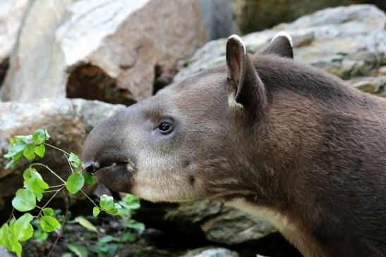 Flachlandtapir Zoo Vivarium Darmstadt 2012