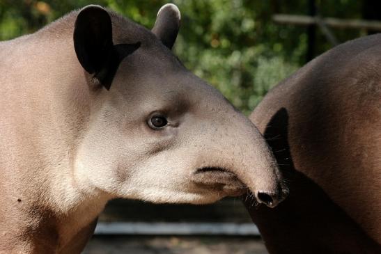 Flachlandtapir Zoo Vivarium Darmstadt 2012