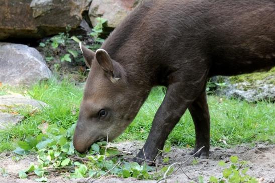 Flachlandtapir Zoo Vivarium Darmstadt 2012