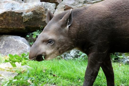 Flachlandtapir Zoo Vivarium Darmstadt 2012