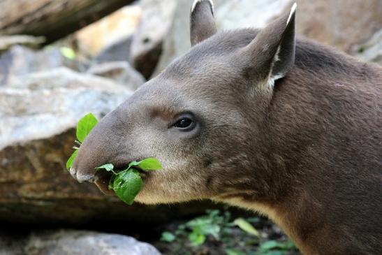 Flachlandtapir Zoo Vivarium Darmstadt 2012