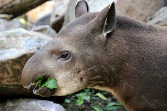 Flachlandtapir Zoo Vivarium Darmstadt 2012