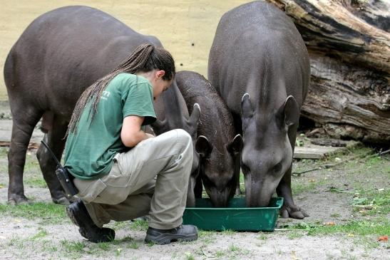 Flachlandtapir Zoo Vivarium Darmstadt 2012