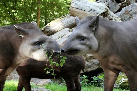 Flachlandtapir Zoo Vivarium Darmstadt 2012