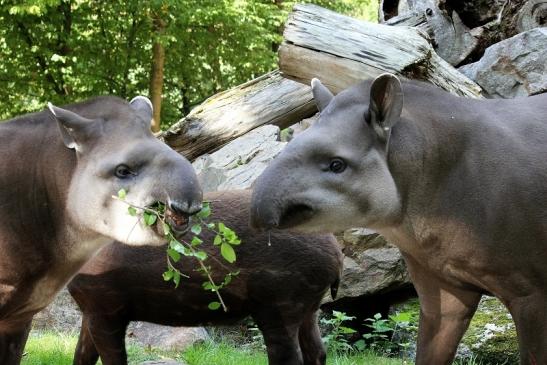 Flachlandtapir Zoo Vivarium Darmstadt 2012