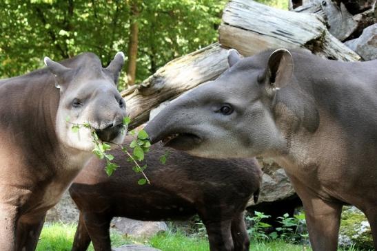 Flachlandtapir Zoo Vivarium Darmstadt 2012