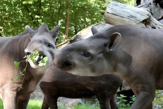 Flachlandtapir Zoo Vivarium Darmstadt 2012