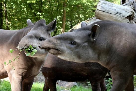 Flachlandtapir Zoo Vivarium Darmstadt 2012