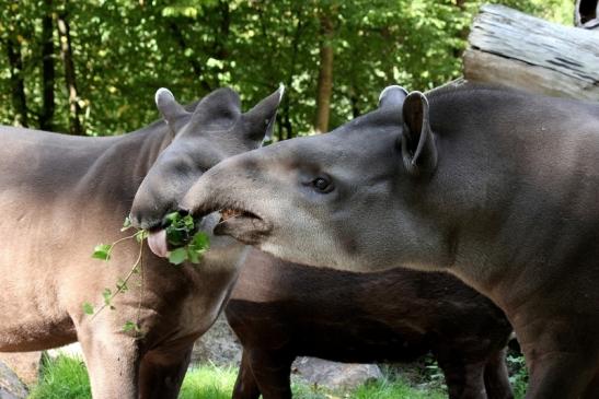 Flachlandtapir Zoo Vivarium Darmstadt 2012