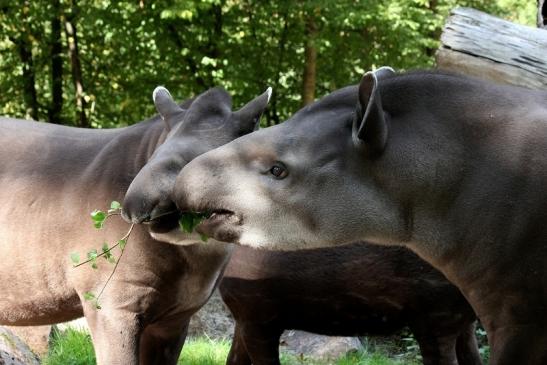 Flachlandtapir Zoo Vivarium Darmstadt 2012