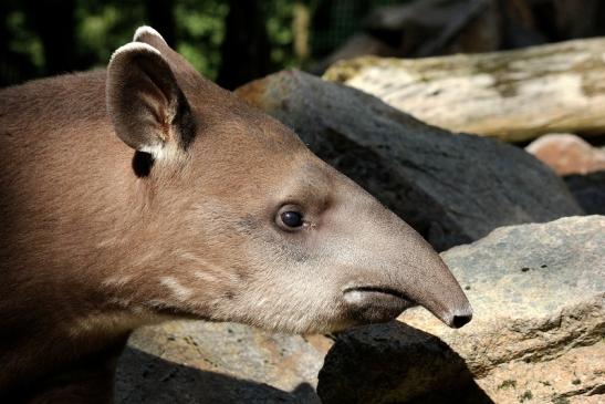 Flachlandtapir Zoo Vivarium Darmstadt 2012