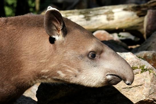 Flachlandtapir Zoo Vivarium Darmstadt 2012