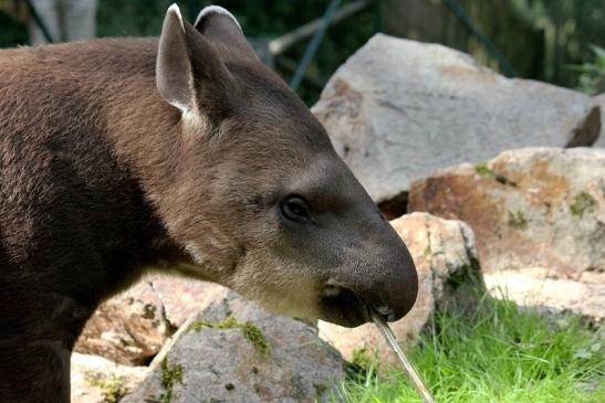 Flachlandtapir Zoo Vivarium Darmstadt 2012