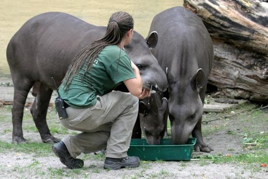 Flachlandtapir Zoo Vivarium Darmstadt 2012