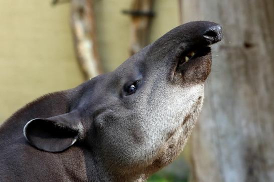 Flachlandtapir Zoo Vivarium Darmstadt 2016