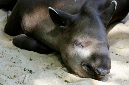 Flachlandtapir Zoo Vivarium Darmstadt 2016