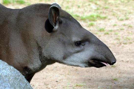 Flachlandtapir Zoo Vivarium Darmstadt 2016