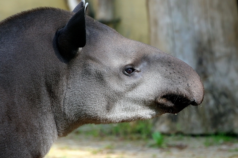 Flachlandtapir Zoo Vivarium Darmstadt 2016