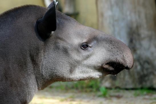 Flachlandtapir Zoo Vivarium Darmstadt 2016