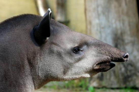 Flachlandtapir Zoo Vivarium Darmstadt 2016