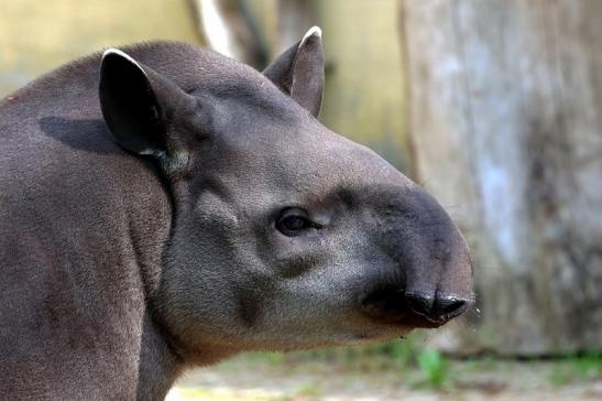 Flachlandtapir Zoo Vivarium Darmstadt 2016