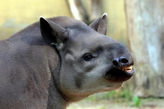 Flachlandtapir Zoo Vivarium Darmstadt 2016