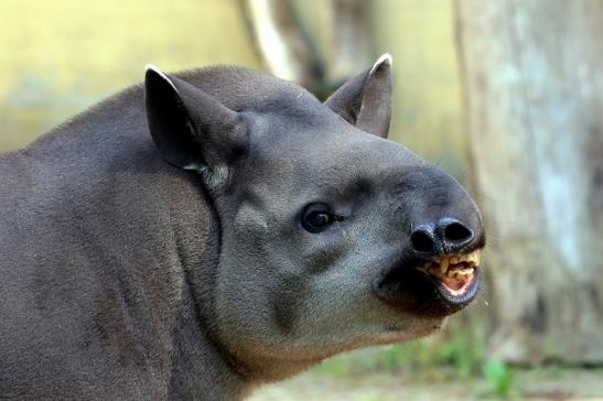 Flachlandtapir Zoo Vivarium Darmstadt 2016