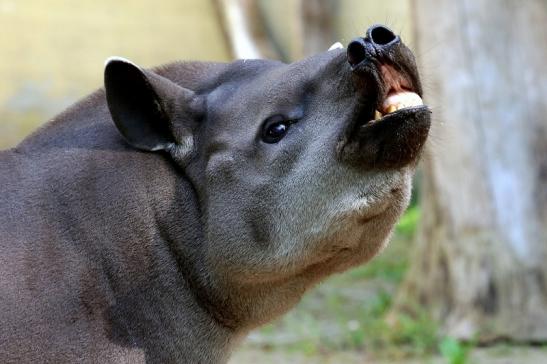 Flachlandtapir Zoo Vivarium Darmstadt 2016