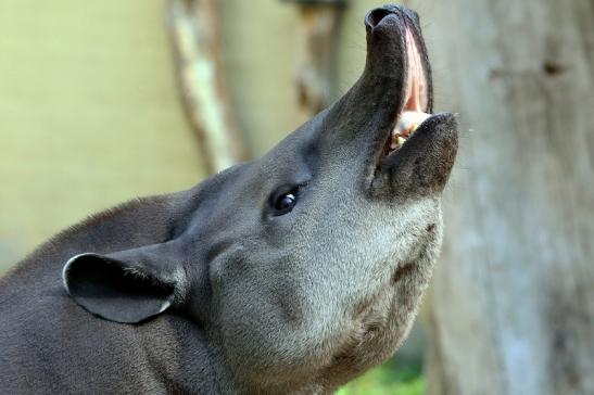 Flachlandtapir Zoo Vivarium Darmstadt 2016