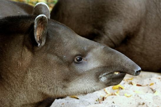 Flachlandtapir Zoo Vivarium Darmstadt 2017