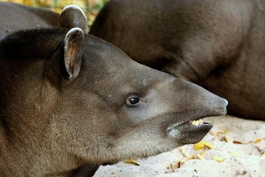 Flachlandtapir Zoo Vivarium Darmstadt 2017