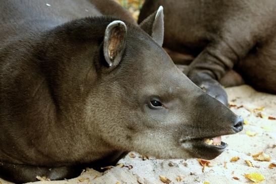 Flachlandtapir Zoo Vivarium Darmstadt 2017