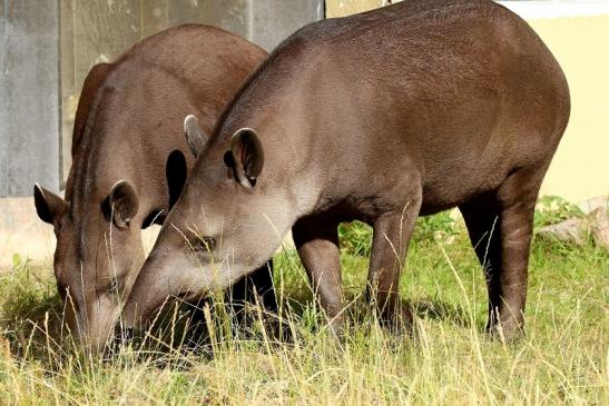 Flachlandtapir Zoo Vivarium Darmstadt 2019