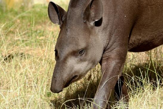 Flachlandtapir Zoo Vivarium Darmstadt 2019