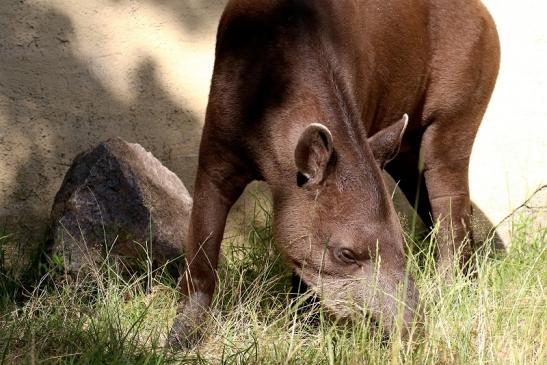 Flachlandtapir Zoo Vivarium Darmstadt 2019