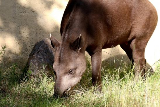 Flachlandtapir Zoo Vivarium Darmstadt 2019