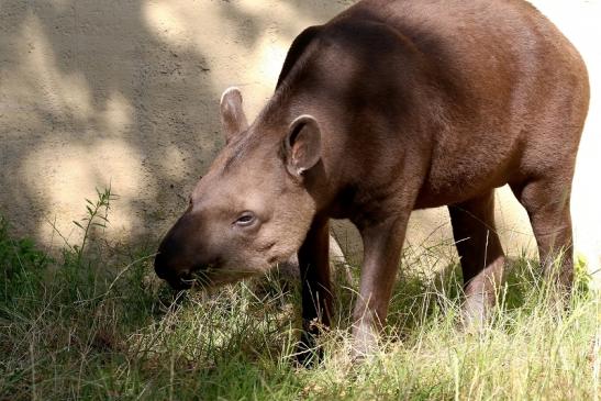 Flachlandtapir Zoo Vivarium Darmstadt 2019