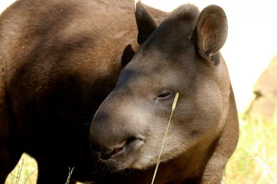 Flachlandtapir Zoo Vivarium Darmstadt 2019